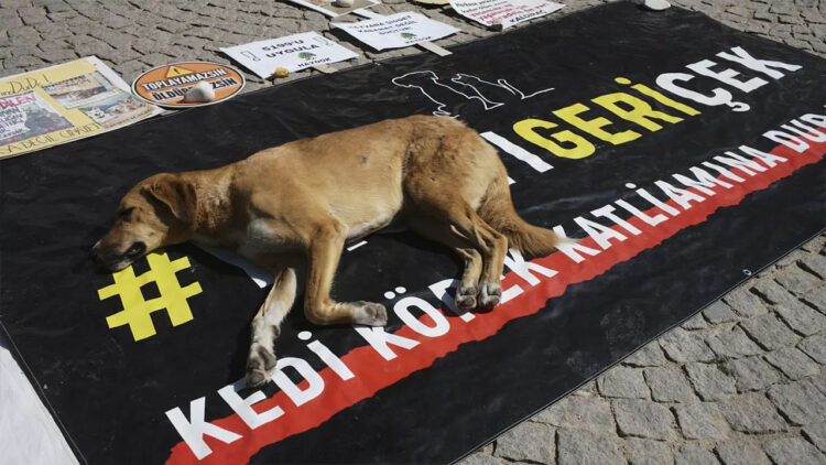 DEM Party rejects new animal law: Turkish gov’t ‘enemy of nature’