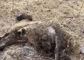Pro-government ‘village guards’ attack tribespeople in Kurdish region, killing sheep