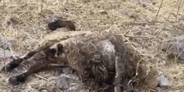 Pro-government ‘village guards’ attack tribespeople in Kurdish region, killing sheep