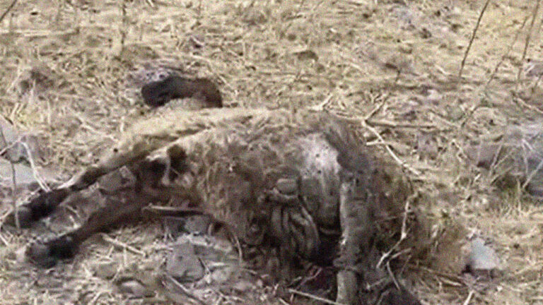 Pro-government ‘village guards’ attack tribespeople in Kurdish region, killing sheep
