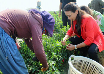 Systemic failures force Turkey’s farmers into poverty: DEM Party pledges action
