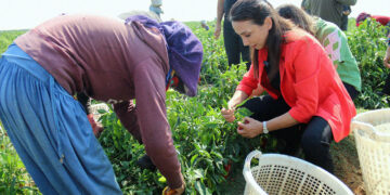 Systemic failures force Turkey’s farmers into poverty: DEM Party pledges action