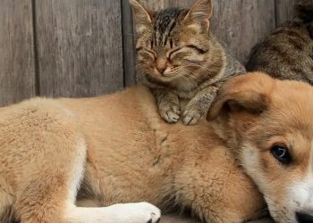 Turkey: Top court backs law allowing killing of stray animals