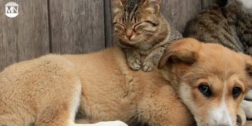 Turkey: Top court backs law allowing killing of stray animals