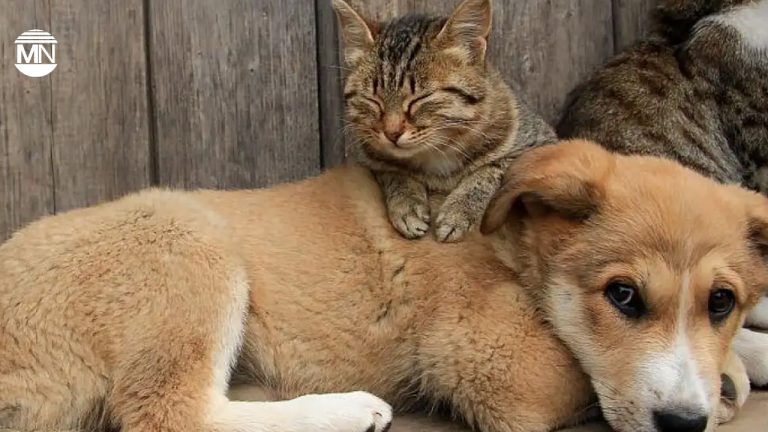 Turkey: Top court backs law allowing killing of stray animals