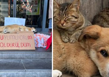 Dog’s murder in Ankara sparks outcry, protest at CHP-run council