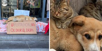 Dog’s murder in Ankara sparks outcry, protest at CHP-run council