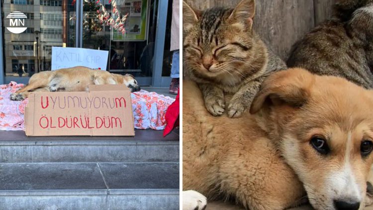 Dog’s murder in Ankara sparks outcry, protest at CHP-run council