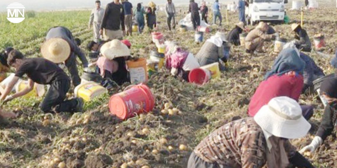 Iraqi Kurdistan economic crisis: Halabja women shoulder double burden