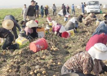 Iraqi Kurdistan economic crisis: Halabja women shoulder double burden