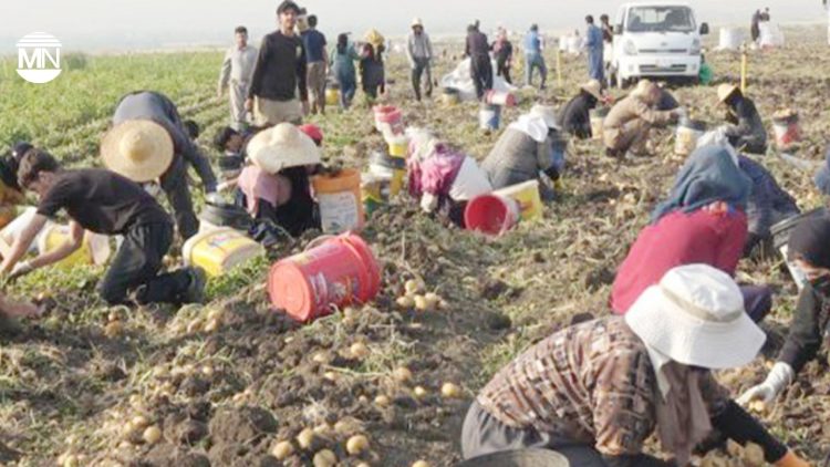 Iraqi Kurdistan economic crisis: Halabja women shoulder double burden