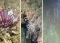 Turkey: Mucilage threat returns, choking Marmara’s vital coral reefs