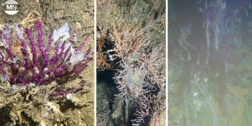Turkey: Mucilage threat returns, choking Marmara’s vital coral reefs