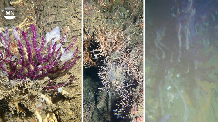Turkey: Mucilage threat returns, choking Marmara’s vital coral reefs