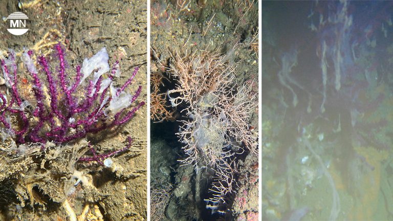 Turkey: Mucilage threat returns, choking Marmara’s vital coral reefs