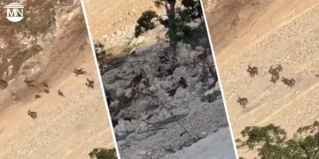 Ecocide in Cudi and Gabar: Habitats of gazelles and wild goats deliberately destroyed