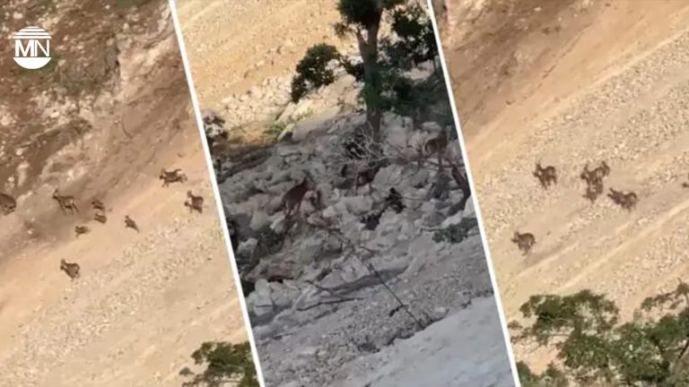 Ecocide in Cudi and Gabar: Habitats of gazelles and wild goats deliberately destroyed